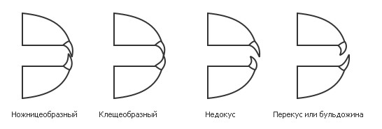 http://vseosobakax.clan.su/zubi1.jpg